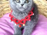 Uyguna Dişi Scottish Fold Ayı Surat Bebelerim