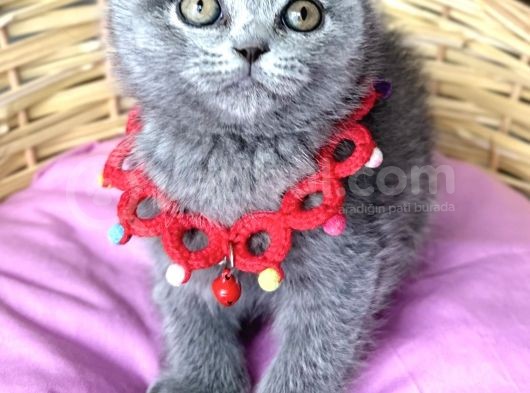 Uyguna Dişi Scottish Fold Ayı Surat Bebelerim görsel