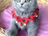 Uyguna Dişi Scottish Fold Ayı Surat Bebelerim