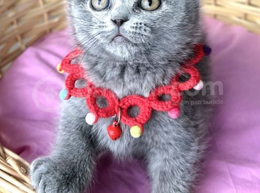 Uyguna Dişi Scottish Fold Ayı Surat Bebelerim