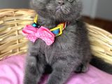 Uyguna Dişi Scottish Fold Ayı Surat Bebelerim