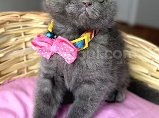 Uyguna Dişi Scottish Fold Ayı Surat Bebelerim görsel