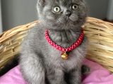 Uyguna Dişi Scottish Fold Ayı Surat Bebelerim