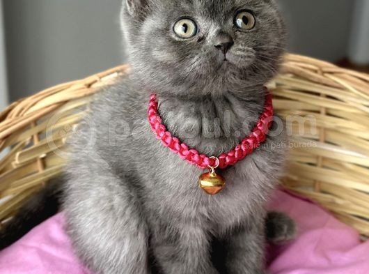 Uyguna Dişi Scottish Fold Ayı Surat Bebelerim görsel