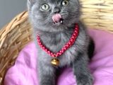Uyguna Dişi Scottish Fold Ayı Surat Bebelerim