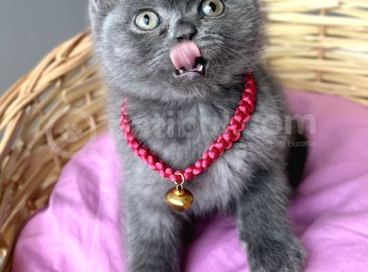 Uyguna Dişi Scottish Fold Ayı Surat Bebelerim görsel
