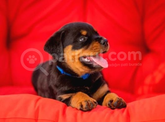 Koca Kafa Rottweiler Yavruları