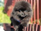 Simsiyah Pomeranian Boo Yavru Safkan
