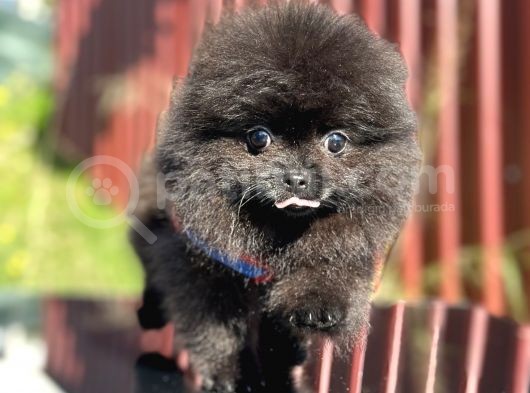 Simsiyah Pomeranian Boo Yavru Safkan görsel