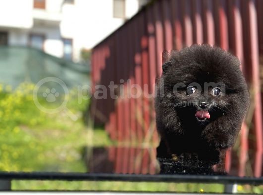 Simsiyah Pomeranian Boo Yavru Safkan görsel