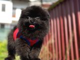 Simsiyah Pomeranian Boo Yavru Safkan