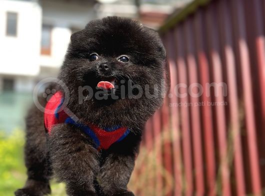 Simsiyah Pomeranian Boo Yavru Safkan görsel