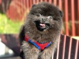 Simsiyah Pomeranian Boo Yavru Safkan