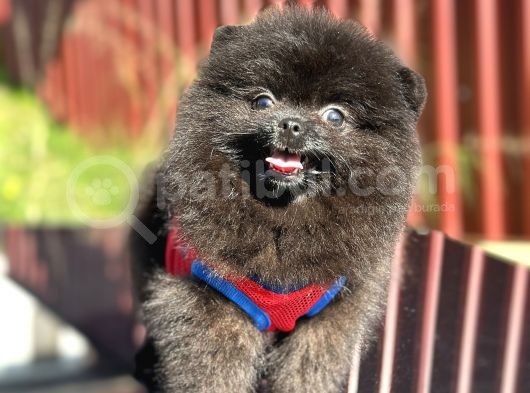 Simsiyah Pomeranian Boo Yavru Safkan görsel