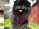 Simsiyah Pomeranian Boo Yavru Safkan
