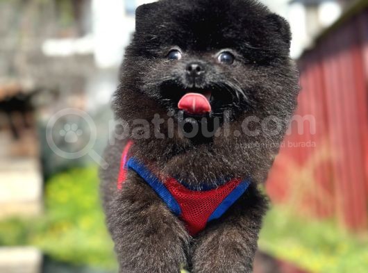 Simsiyah pomeranian boo yavru safkan