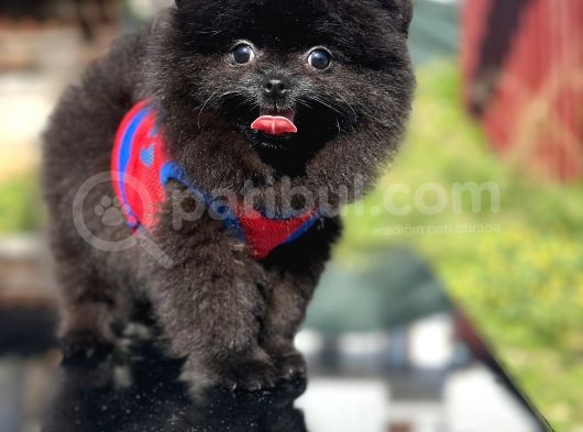 Simsiyah Pomeranian Boo Yavru Safkan görsel