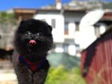 Simsiyah Pomeranian Boo Yavru Safkan