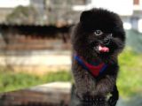 Simsiyah Pomeranian Boo Yavru Safkan