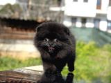 Simsiyah Pomeranian Boo Yavru Safkan