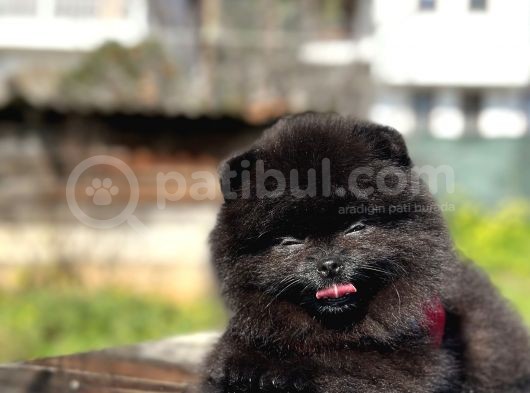 Simsiyah Pomeranian Boo Yavru Safkan görsel