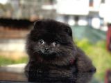 Simsiyah Pomeranian Boo Yavru Safkan