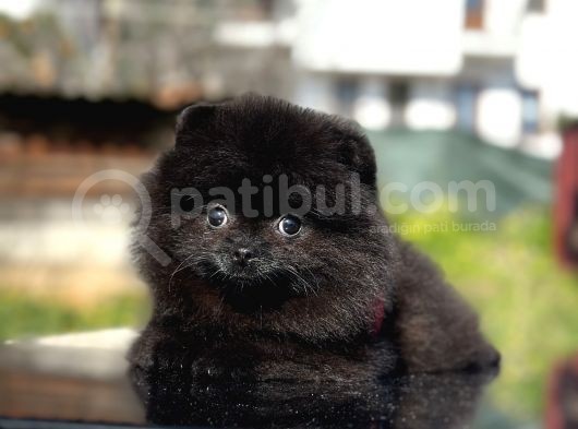 Simsiyah Pomeranian Boo Yavru Safkan görsel