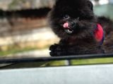 Simsiyah Pomeranian Boo Yavru Safkan