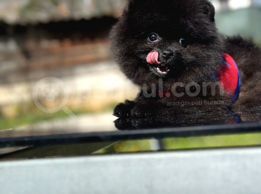 Simsiyah Pomeranian Boo Yavru Safkan görsel