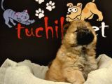 Kaliteli Chow Chow Bebekler