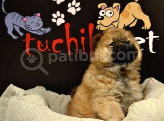 Kaliteli Chow Chow Bebekler görsel
