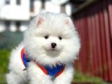 ırk ve sağlık garantili Pomeranian Boo Erkek Yavru