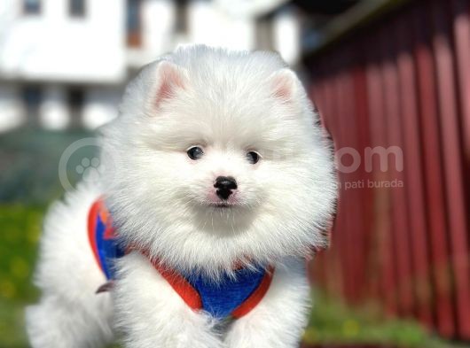 Irk Ve Sağlık Garantili Pomeranian Boo Erkek Yavru
