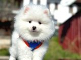 Irk Ve Sağlık Garantili Pomeranian Boo Erkek Yavru