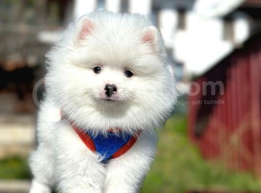 Irk Ve Sağlık Garantili Pomeranian Boo Erkek Yavru görsel