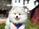 Irk Ve Sağlık Garantili Pomeranian Boo Erkek Yavru