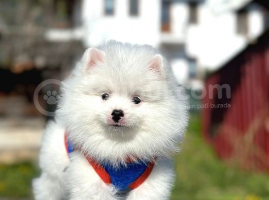 Irk Ve Sağlık Garantili Pomeranian Boo Erkek Yavru görsel