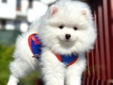 Irk Ve Sağlık Garantili Pomeranian Boo Erkek Yavru