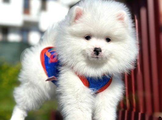 Irk Ve Sağlık Garantili Pomeranian Boo Erkek Yavru görsel