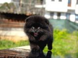 Kömür Karası Pomeranian Boo