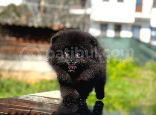 Kömür Karası Pomeranian Boo görsel