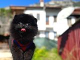 Kömür karası Pomeranian Boo