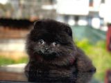 Kömür Karası Pomeranian Boo