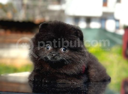 Kömür Karası Pomeranian Boo görsel