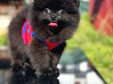 Kömür Karası Pomeranian Boo