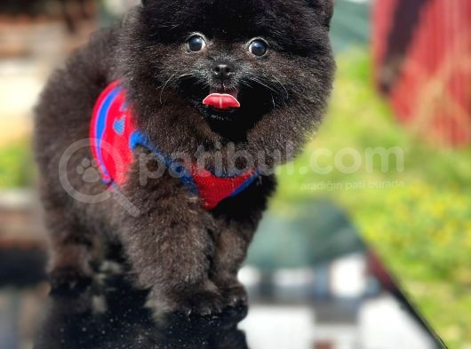 Kömür Karası Pomeranian Boo görsel