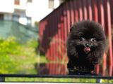 Kömür Karası Pomeranian Boo