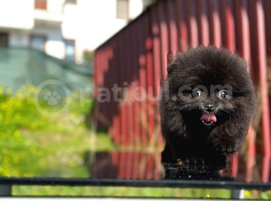 Kömür Karası Pomeranian Boo görsel