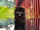 Kömür Karası Pomeranian Boo
