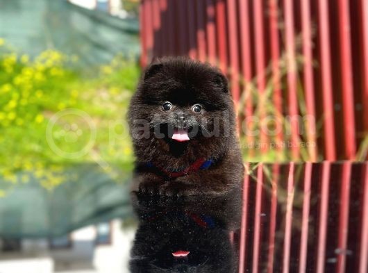 Kömür Karası Pomeranian Boo görsel